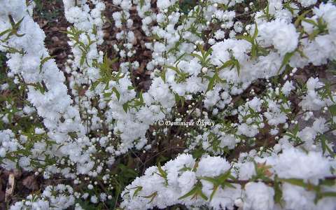 Prunus