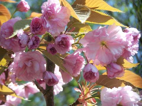 Prunus Serrulata Kanzan