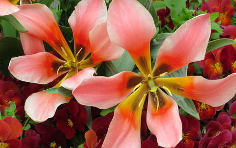 Tulipán