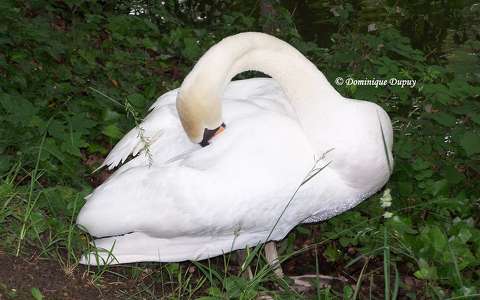 Cygne au bord du Loiret - France 