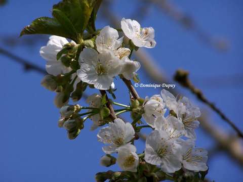 Fleurs de cerisiers