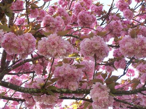 Prunus Serrulata Kanzan