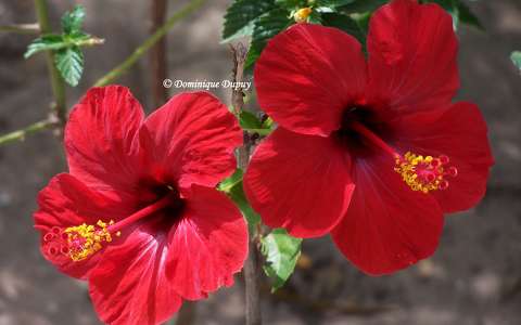 Hibiscus rouge