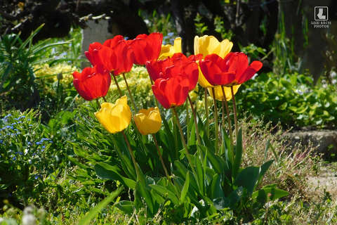 tulipán, tavasz, kerti virág