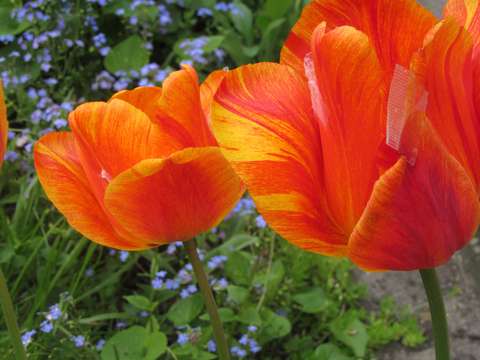 tulipán