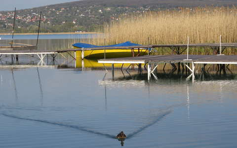 balaton kacsa magyarország nád