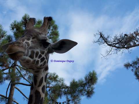 Girafe - Zoo de la Palmyre - France