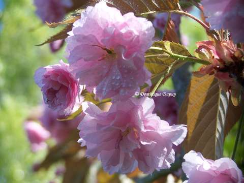 Prunus Serrulata Kanzan