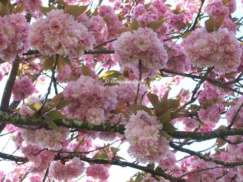 Prunus Serrulata Kanzan