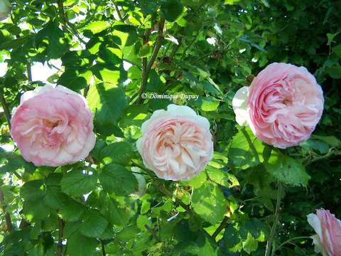 Roses