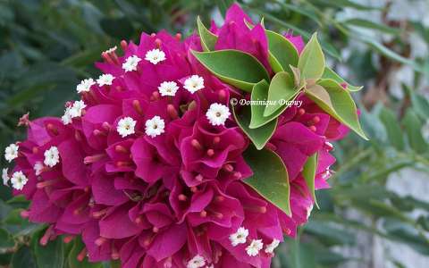 Bougainvillier