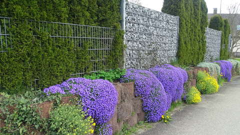címlapfotó kerítés tavasz tavaszi virág