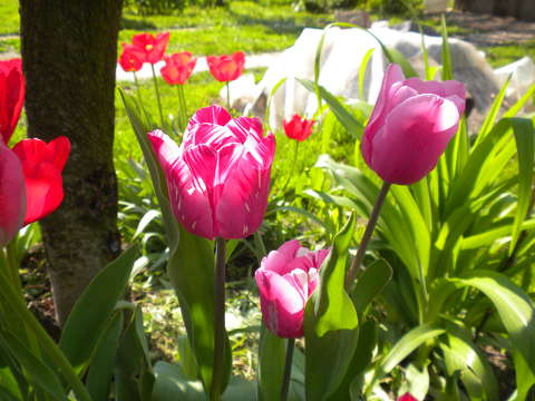 címlapfotó tavasz tavaszi virág tulipán