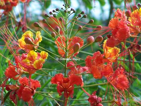 Caesalpinia pulcherrima