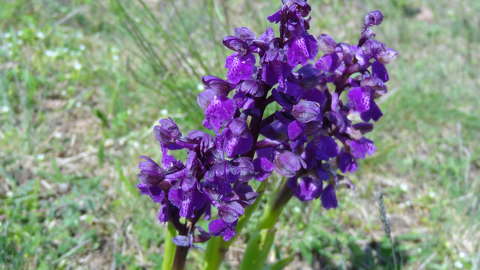 Agárkosbor
