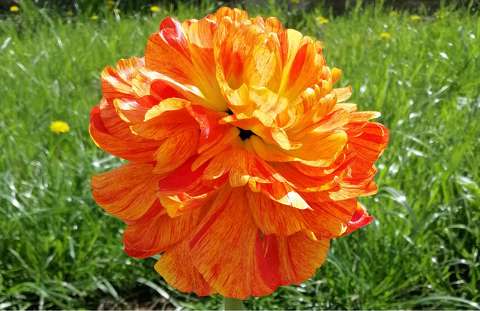 Különleges tulipán