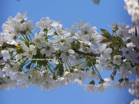 Cerisier en fleurs