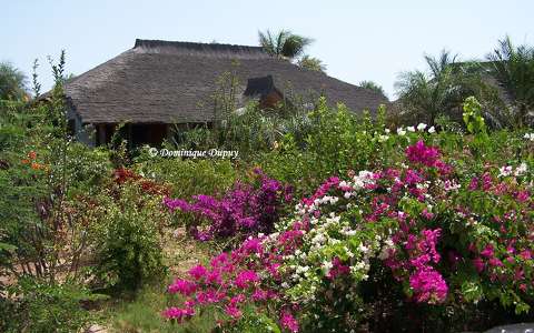 Jardin luxuriant - Sénégal