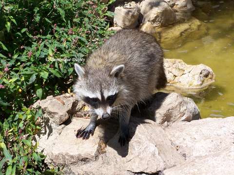 Raton Laveur - Zoo de Beauval - France