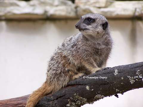 Suricate - Zoo de La Palmyre - France