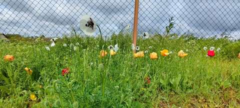 Fehér pipacs és tulipán
