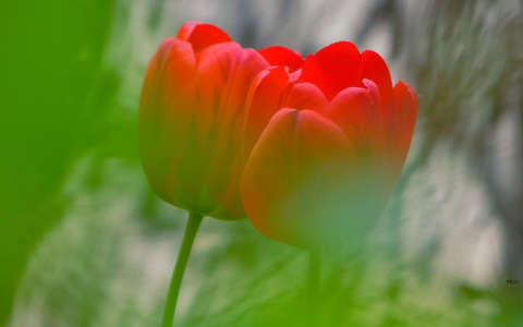 Tulipánvariációk