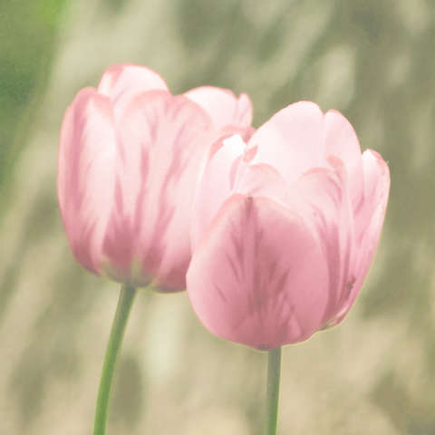 Tulipánvariációk