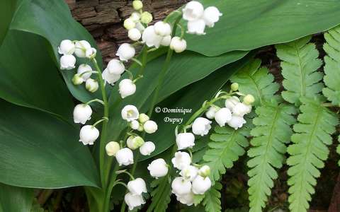 Muguet