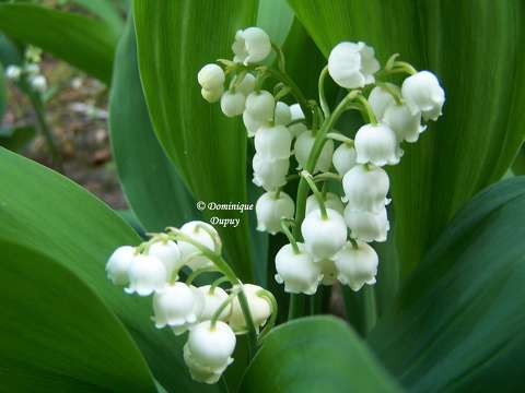 Muguet
