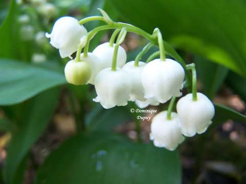 Muguet