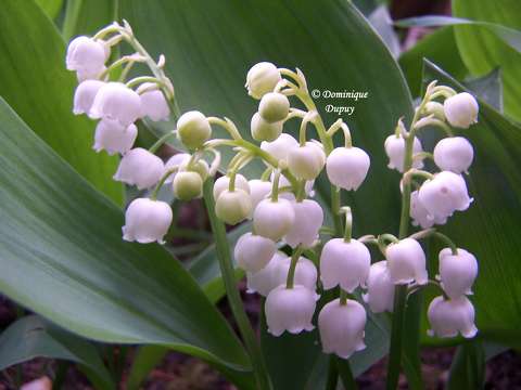 Muguet