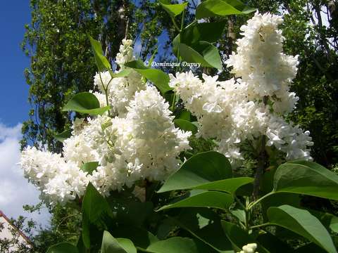 Lilas blanc du jardin