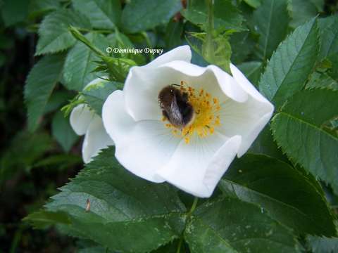 L'églantier (Rosa canina) ou rosier sauvage