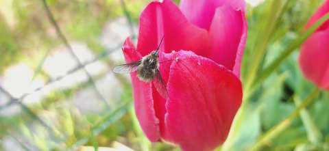 Tulipán és a szender