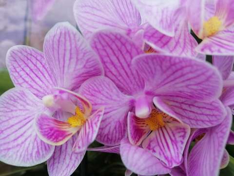 Orchidea