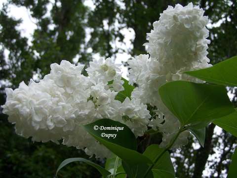 Le Lilas blanc
