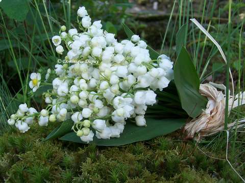 Muguet du jardin