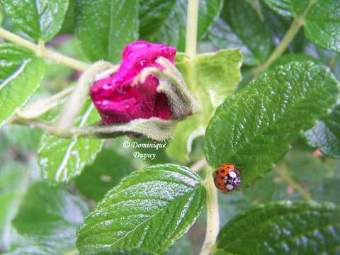 Rosier sauvage, Fleur d'Eglantier, Eglantine