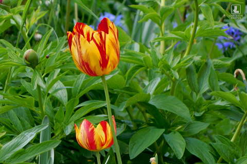 tulipán, kerti virág, tavasz