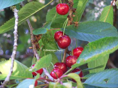 Cerises