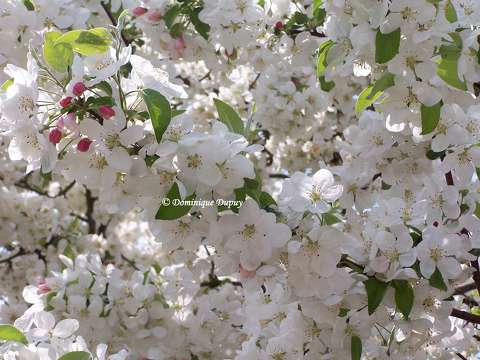 Le Cerisier en fleurs