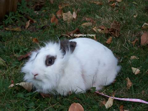 Lapin