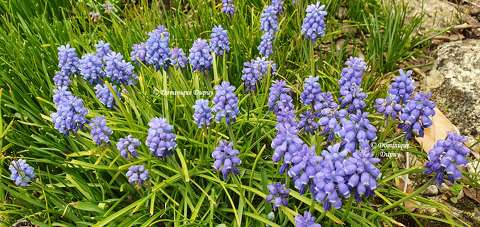 Muscari armeniacum
