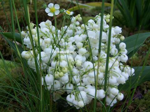 Muguet