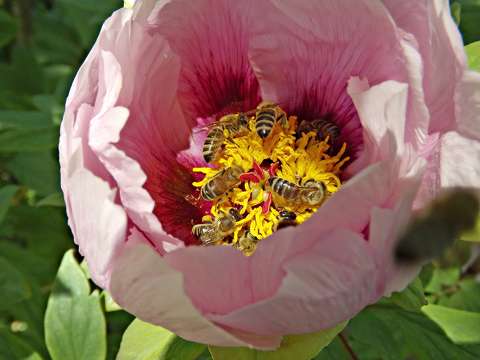 címlapfotó méh pünkösdi rózsa rovar