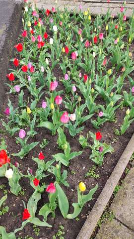 tulipán