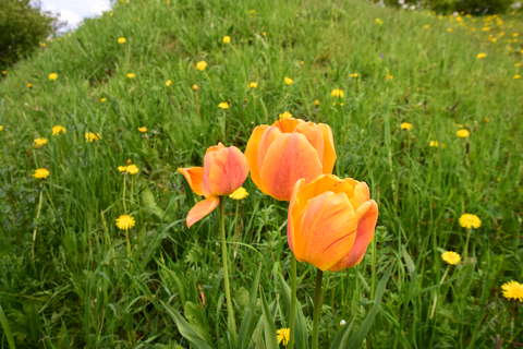 címlapfotó pitypang tavasz tavaszi virág