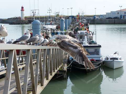L'île d'Oléron - Port de La Cotinière - France