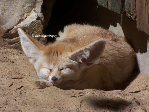 Fennec au Zoo de la Palmyre - France