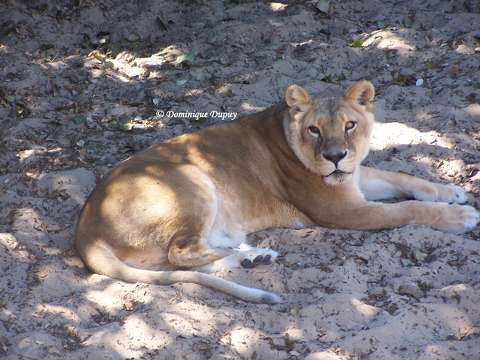 Lionne au Zoo de la Palmyre - France